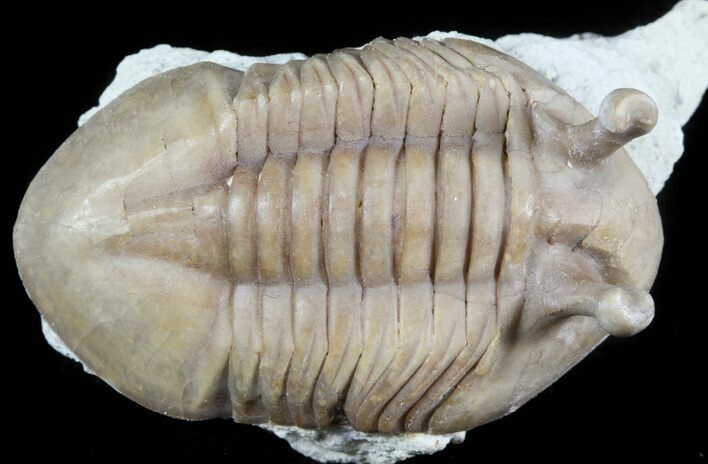 Cute, Asaphus Kowalewskii Trilobite With Stalk Eyes #45984